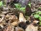 Hegyes kucsmagomba (Morchella deliciosa), Pilis